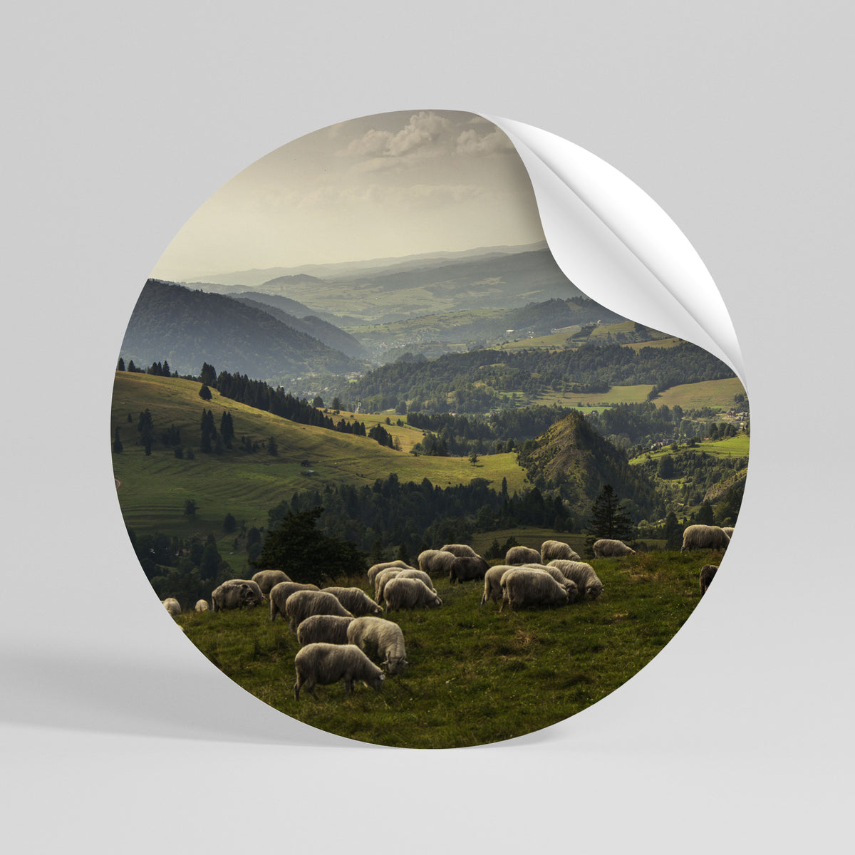 SHEEP IN SERENITY Kulatá samolepka
