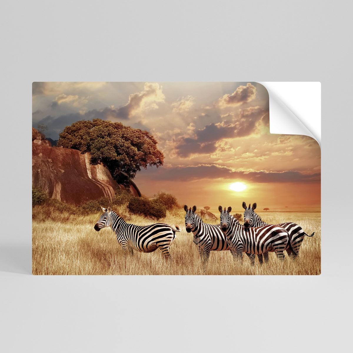 ZEBRA SUNSET SERENADE Vodorovný samolepicí plakát