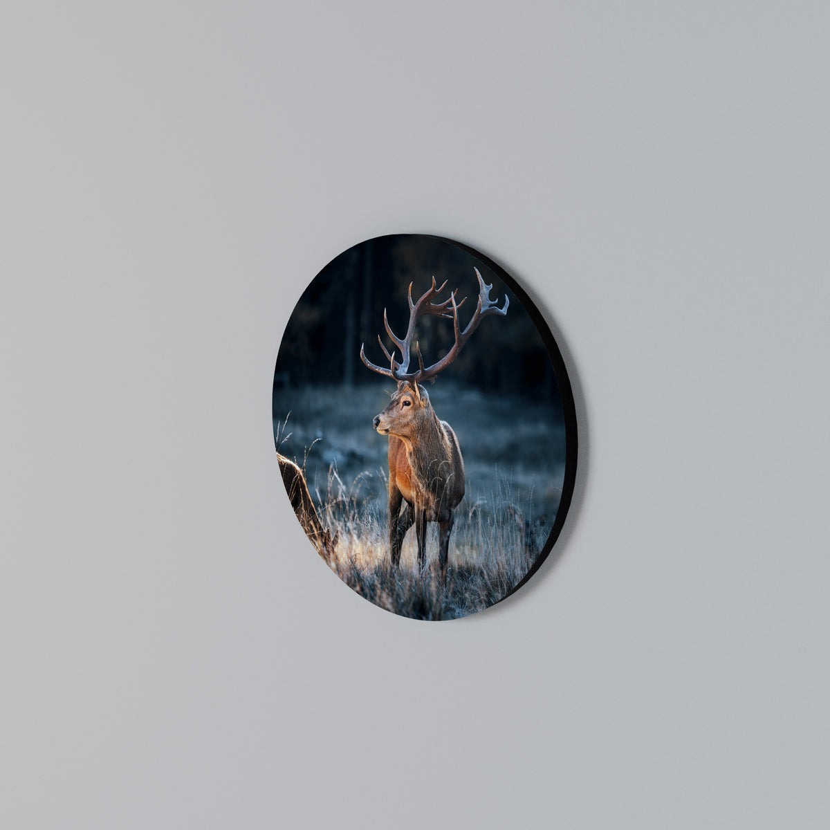 ANTLERED REGALITY Kulatá nástěnná dekorace