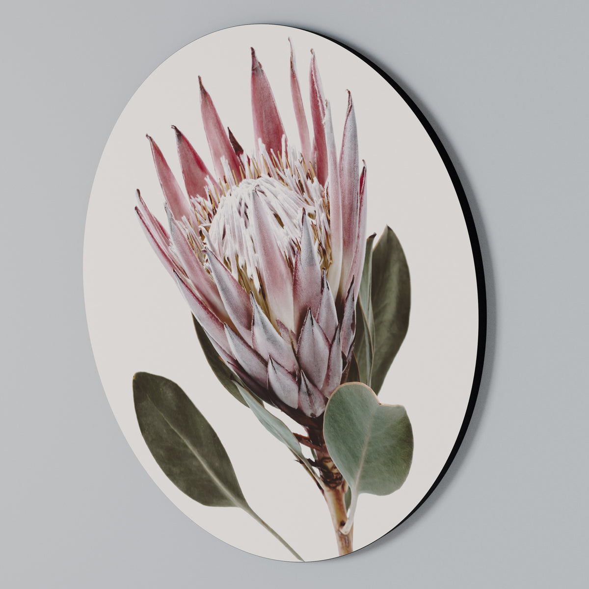 PROTEA FLOWER Kulatá nástěnná dekorace