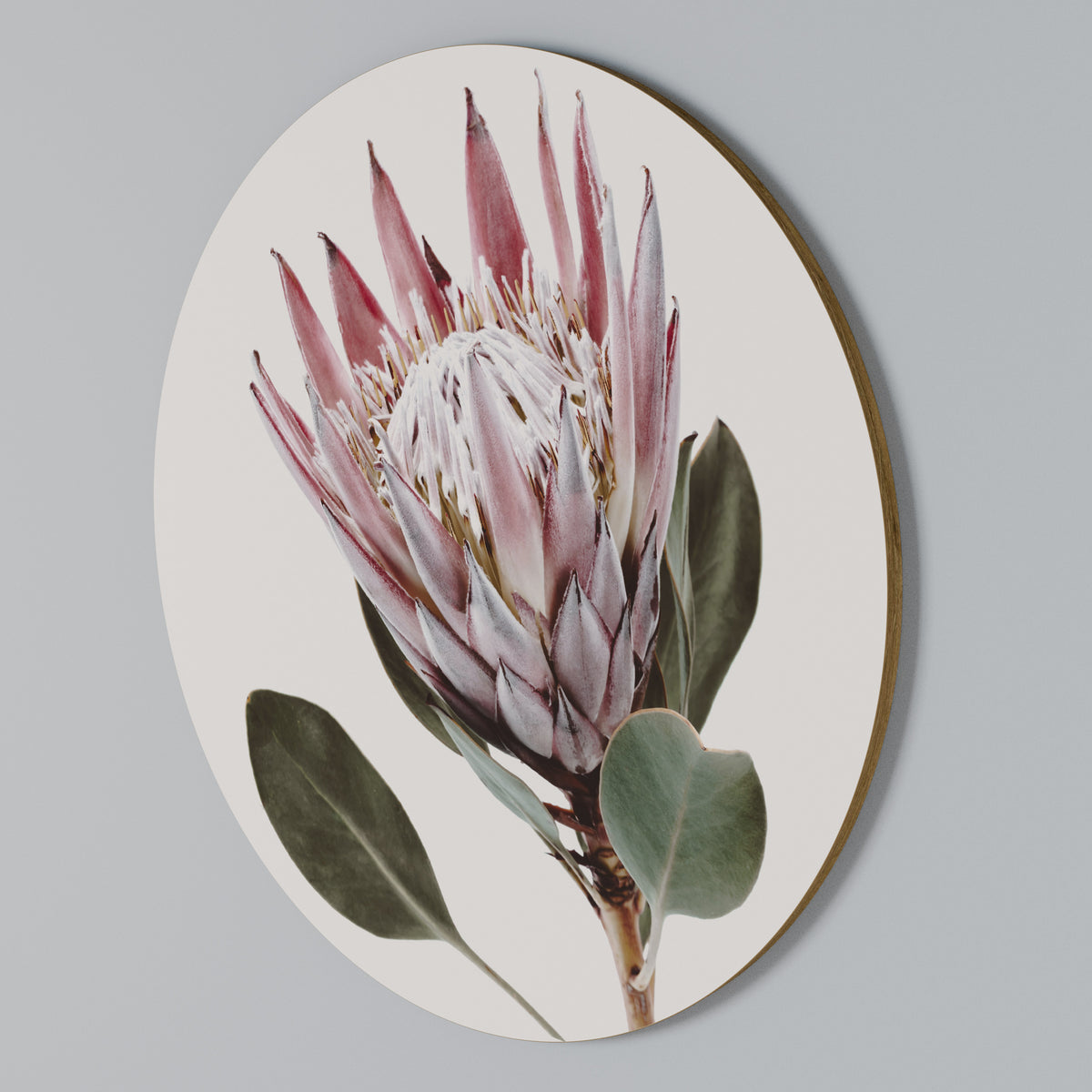 PROTEA FLOWER Kulatá nástěnná dekorace