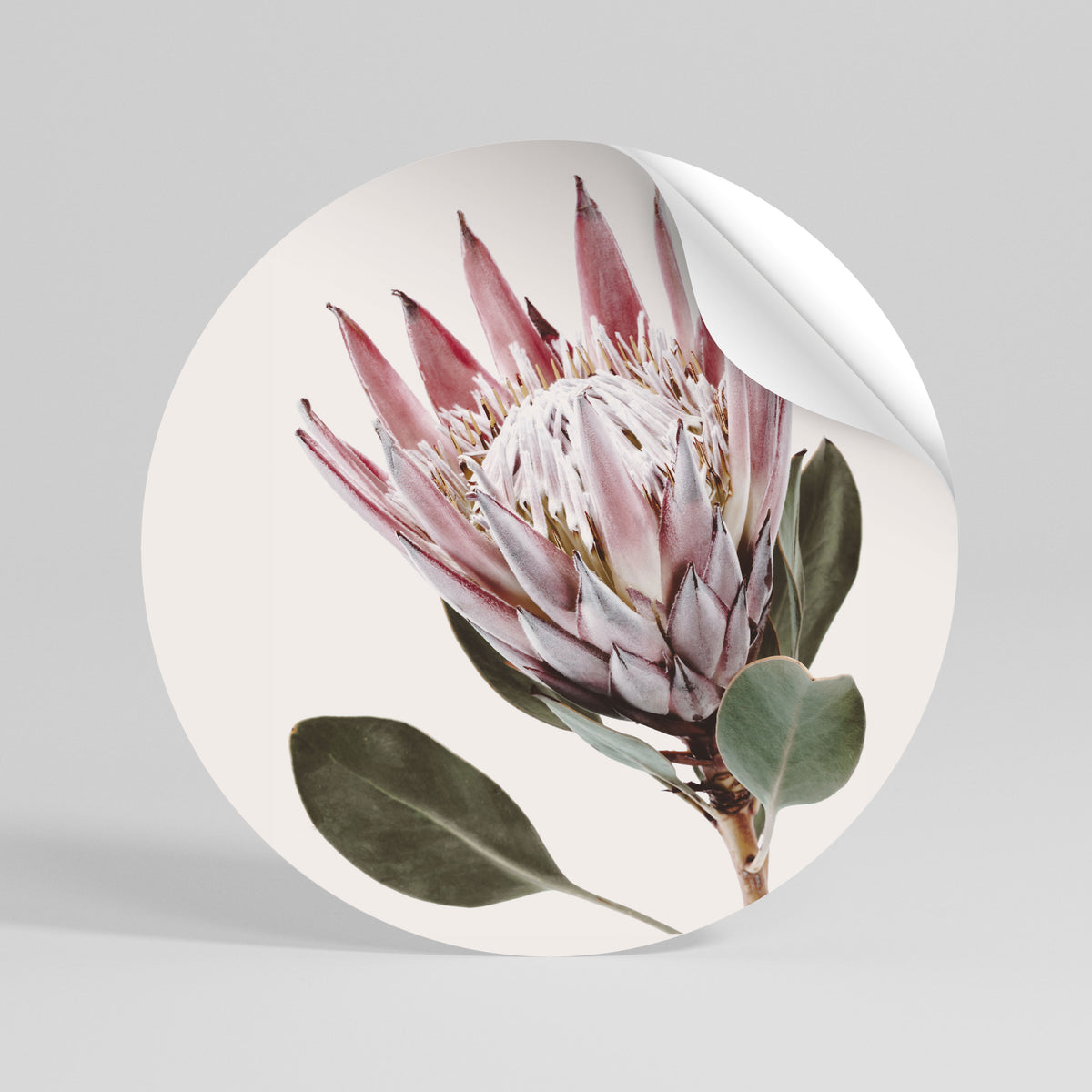 PROTEA FLOWER Kulatá samolepka