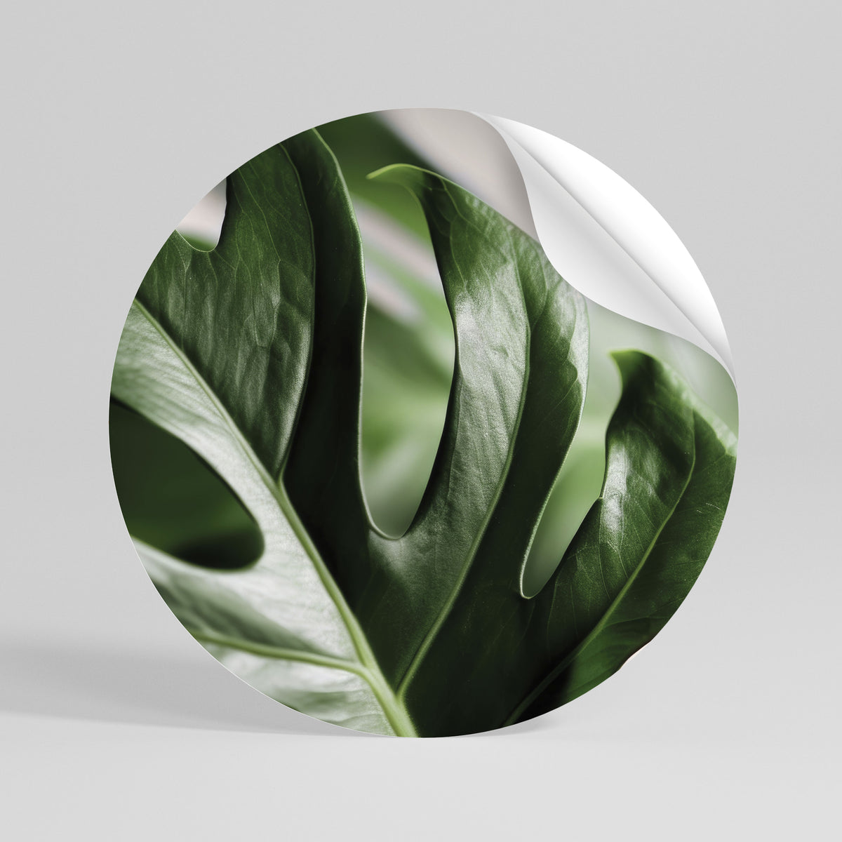 SHARP MONSTERA Kulatá samolepka