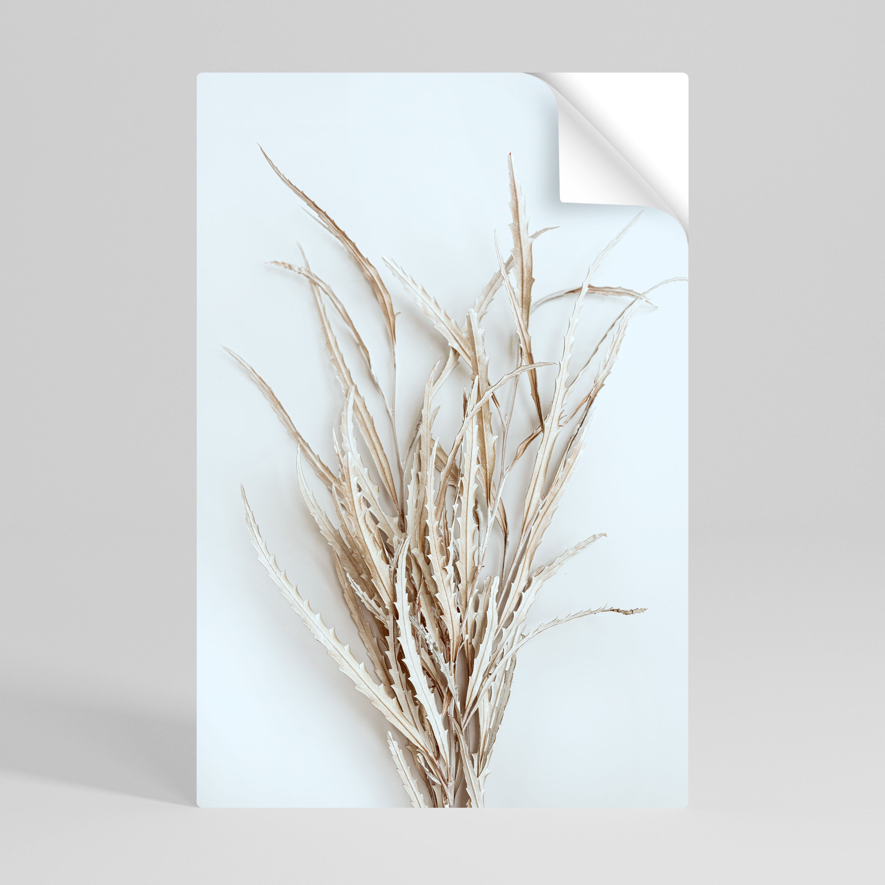 DRIED DREAMS DISPLAY Svislý samolepicí plakát