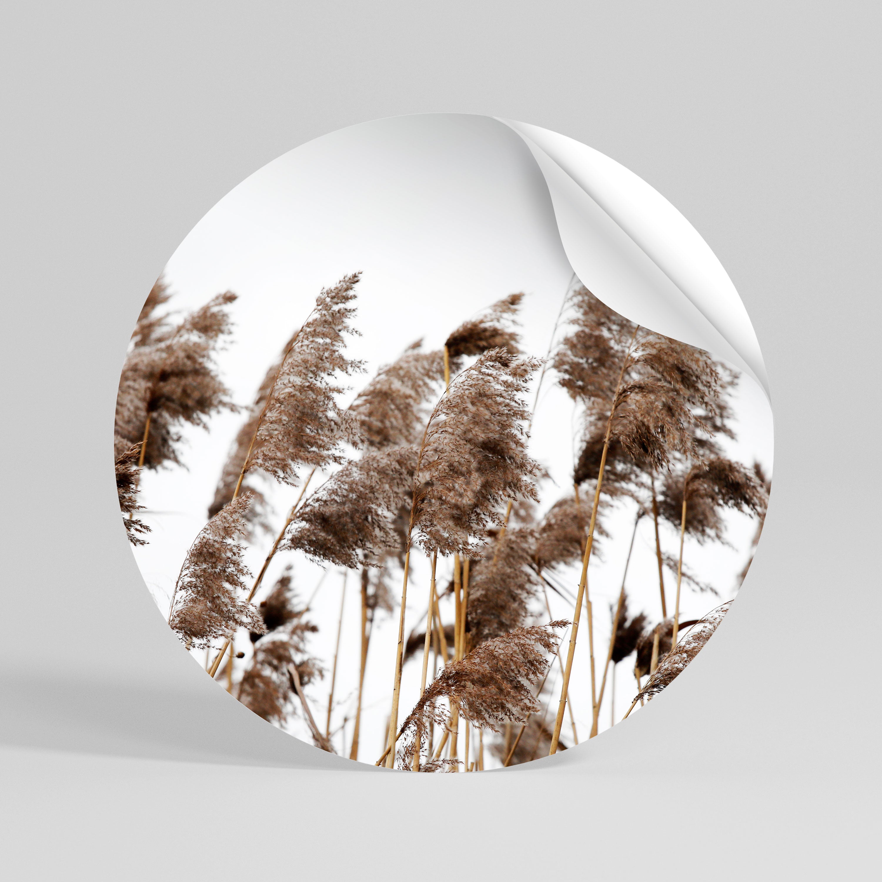 DANCE OF REEDS Kulatá samolepka