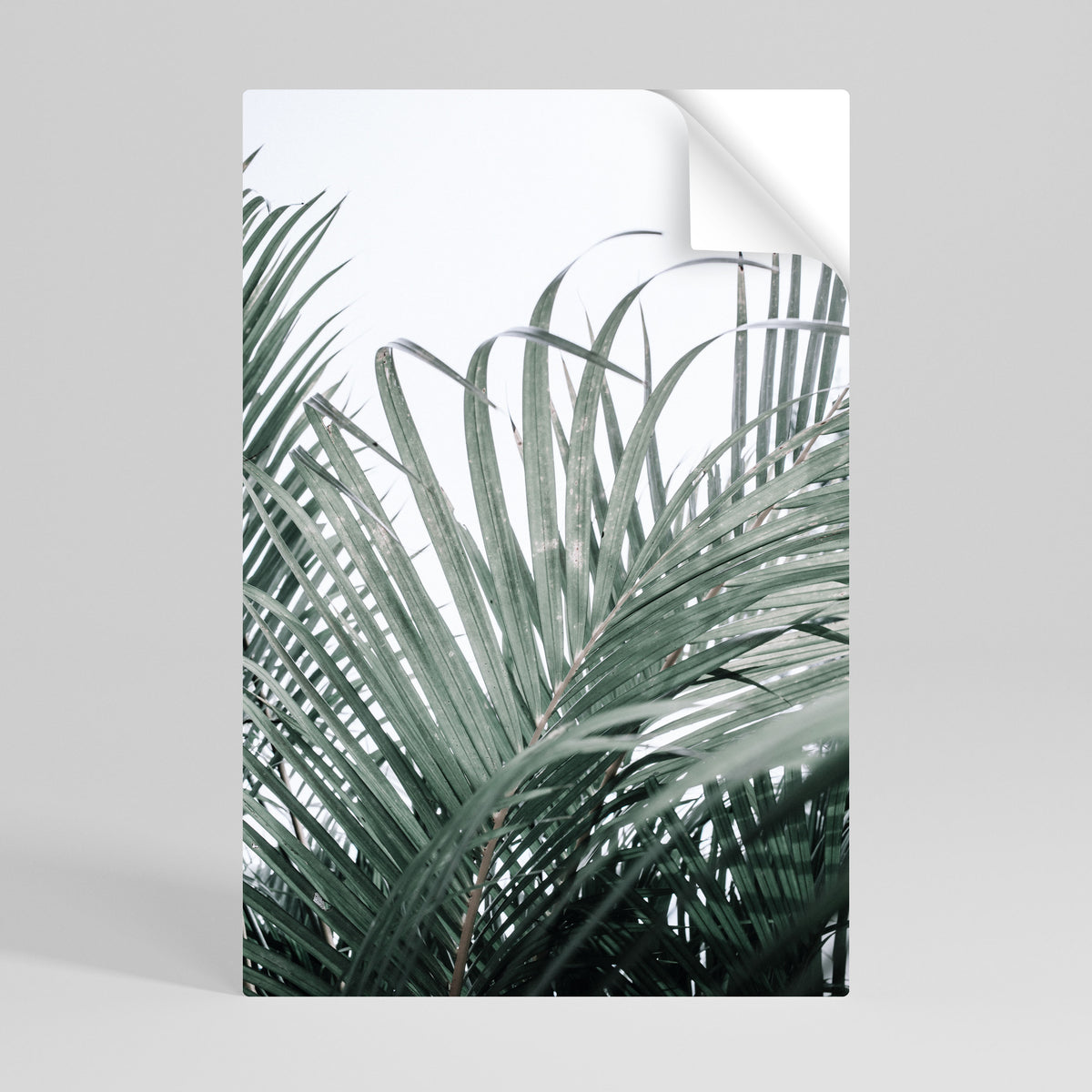 PALM WHISPERS Svislý samolepicí plakát