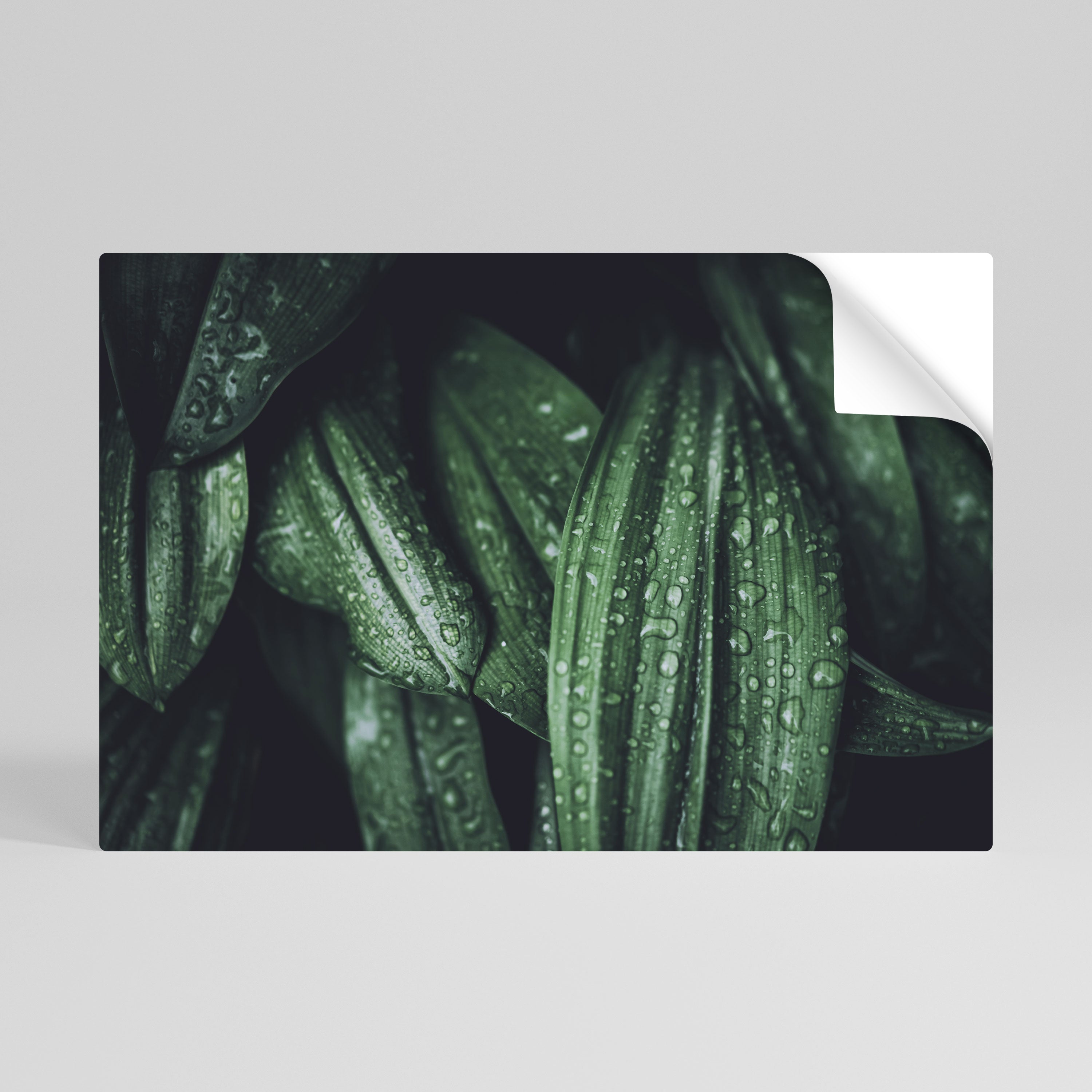 LUSH DROPLET DANCE Peel and Stick Horizontal Poster