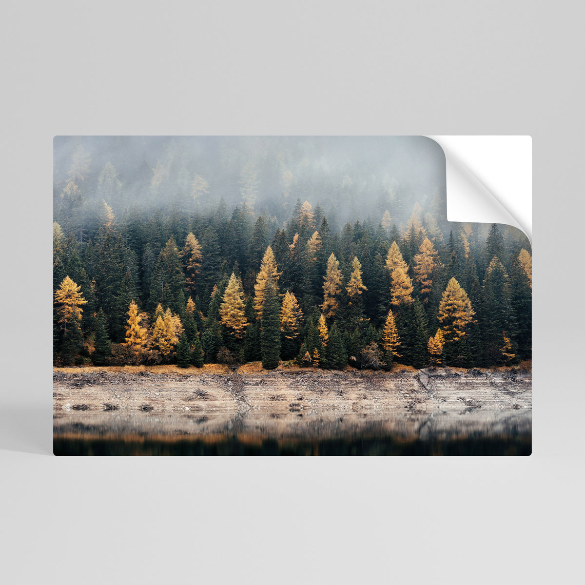 GOLDEN TREES IN FOG Vodorovný samolepicí plakát