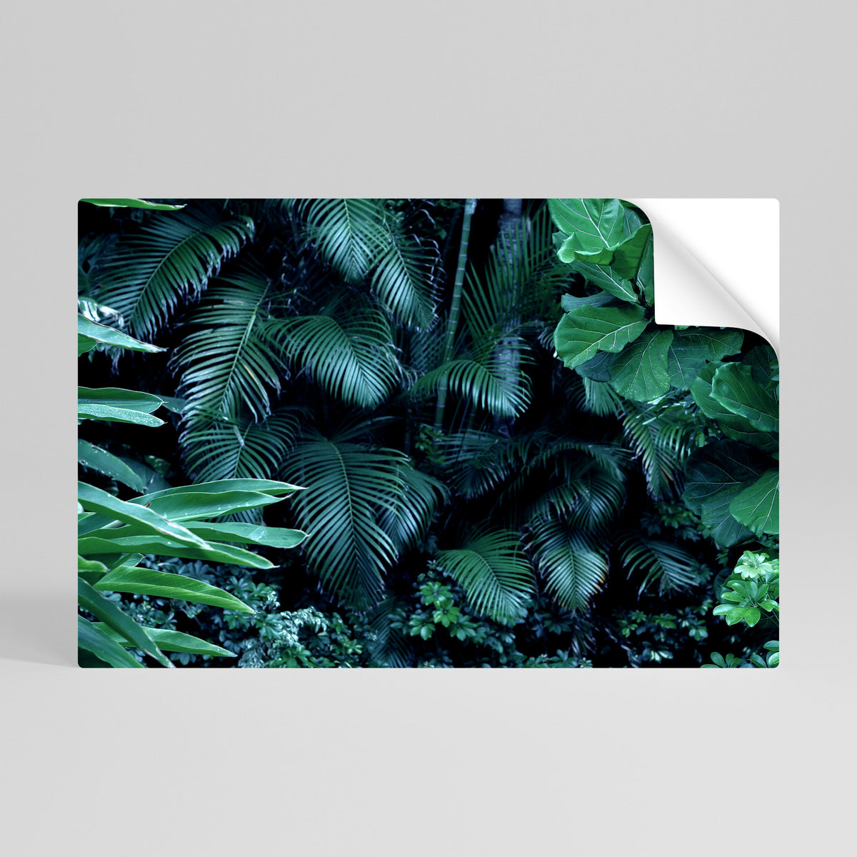 DEEP JUNGLE SERENADE Vodorovný samolepicí plakát