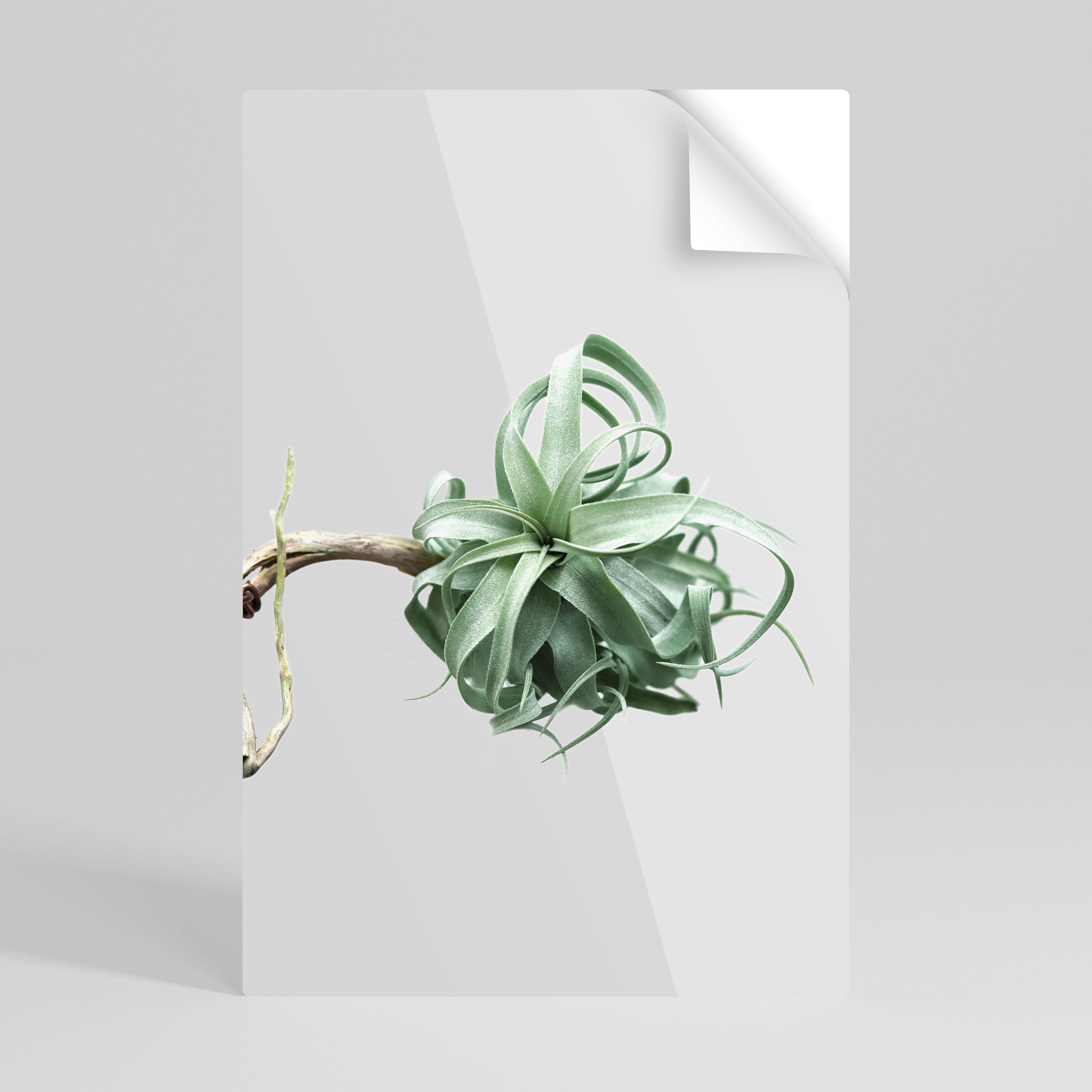 TANGLE OF NATURE Svislý samolepicí plakát