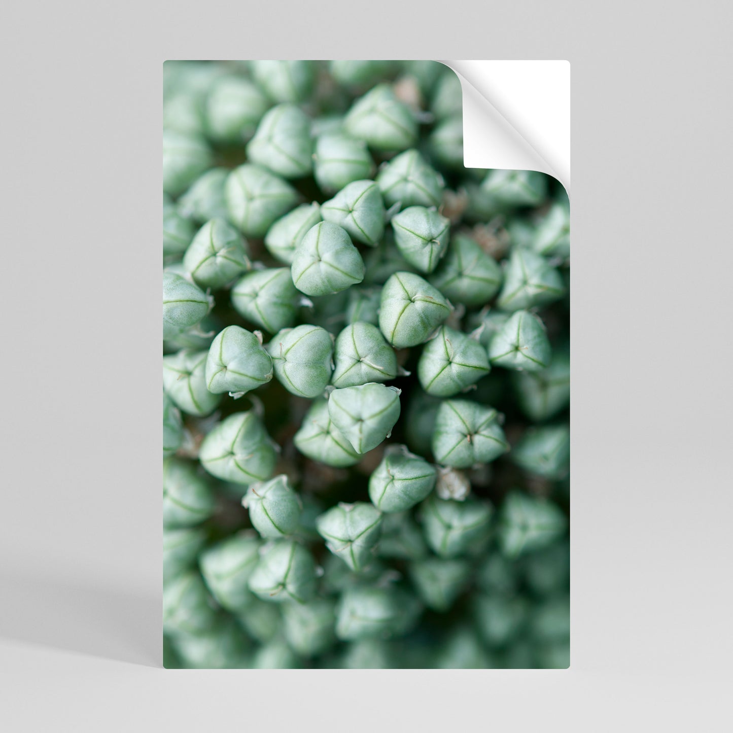 TEXTURED GREEN TIDBITS Svislý samolepicí plakát