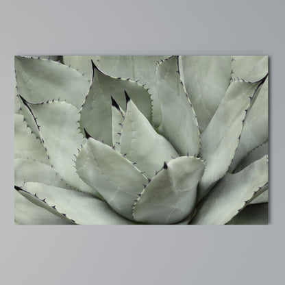 MYSTICAL SUCCULENT DREAM Horizontal Canvas Print