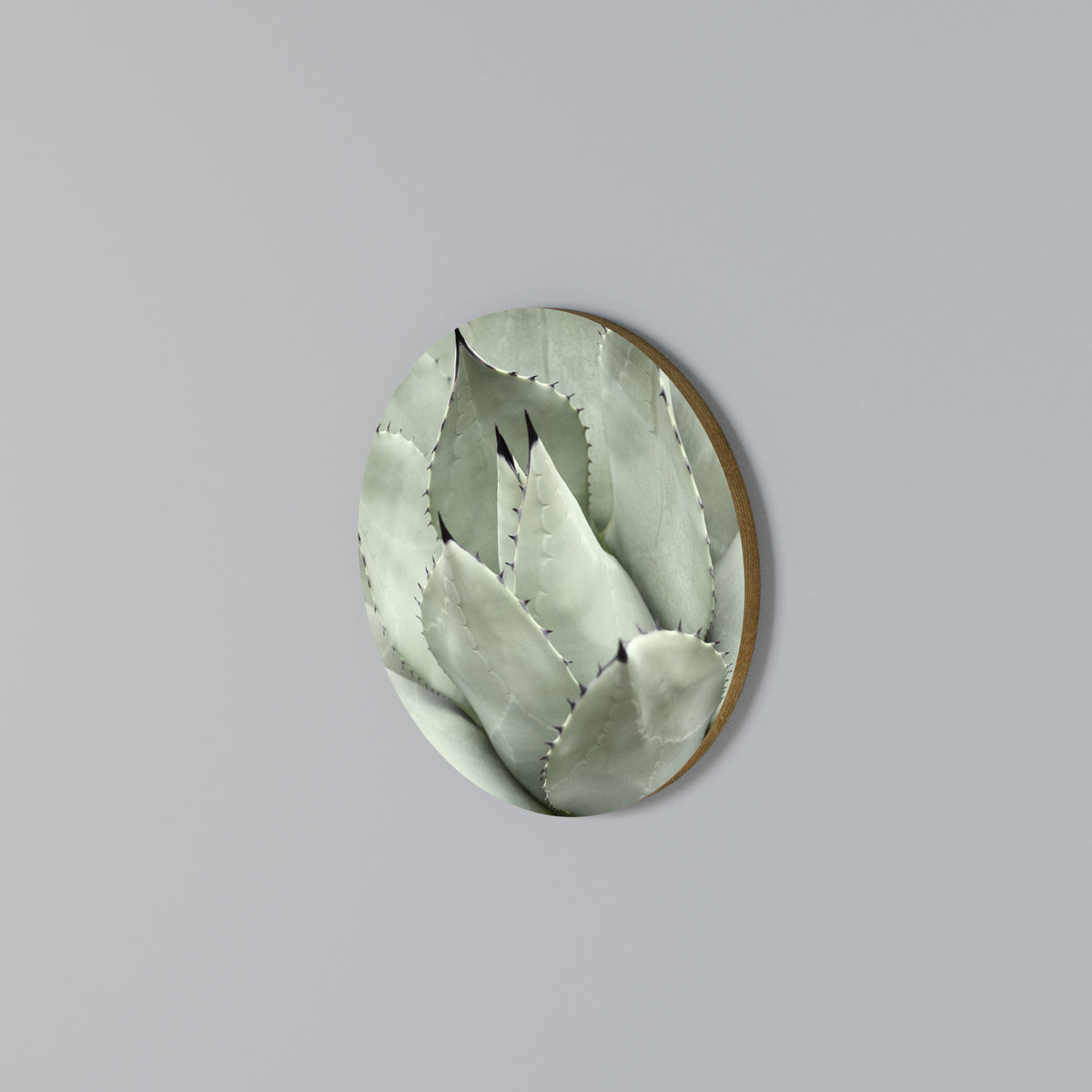 MYSTICAL SUCCULENT DREAM Kulatá nástěnná dekorace