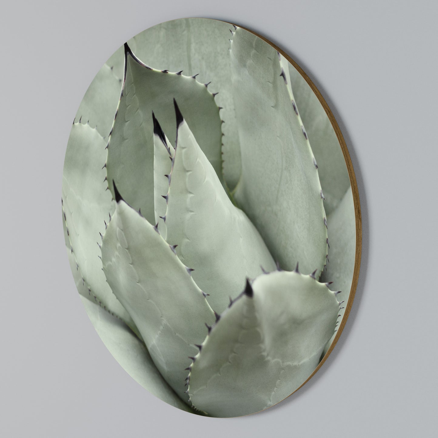 MYSTICAL SUCCULENT DREAM Kulatá nástěnná dekorace