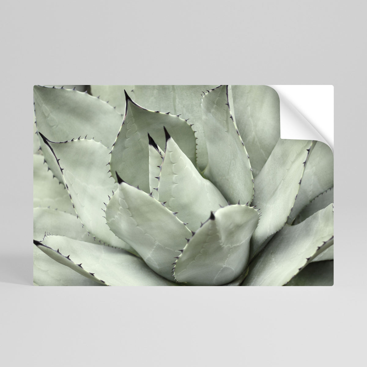MYSTICAL SUCCULENT DREAM Vodorovný samolepicí plakát