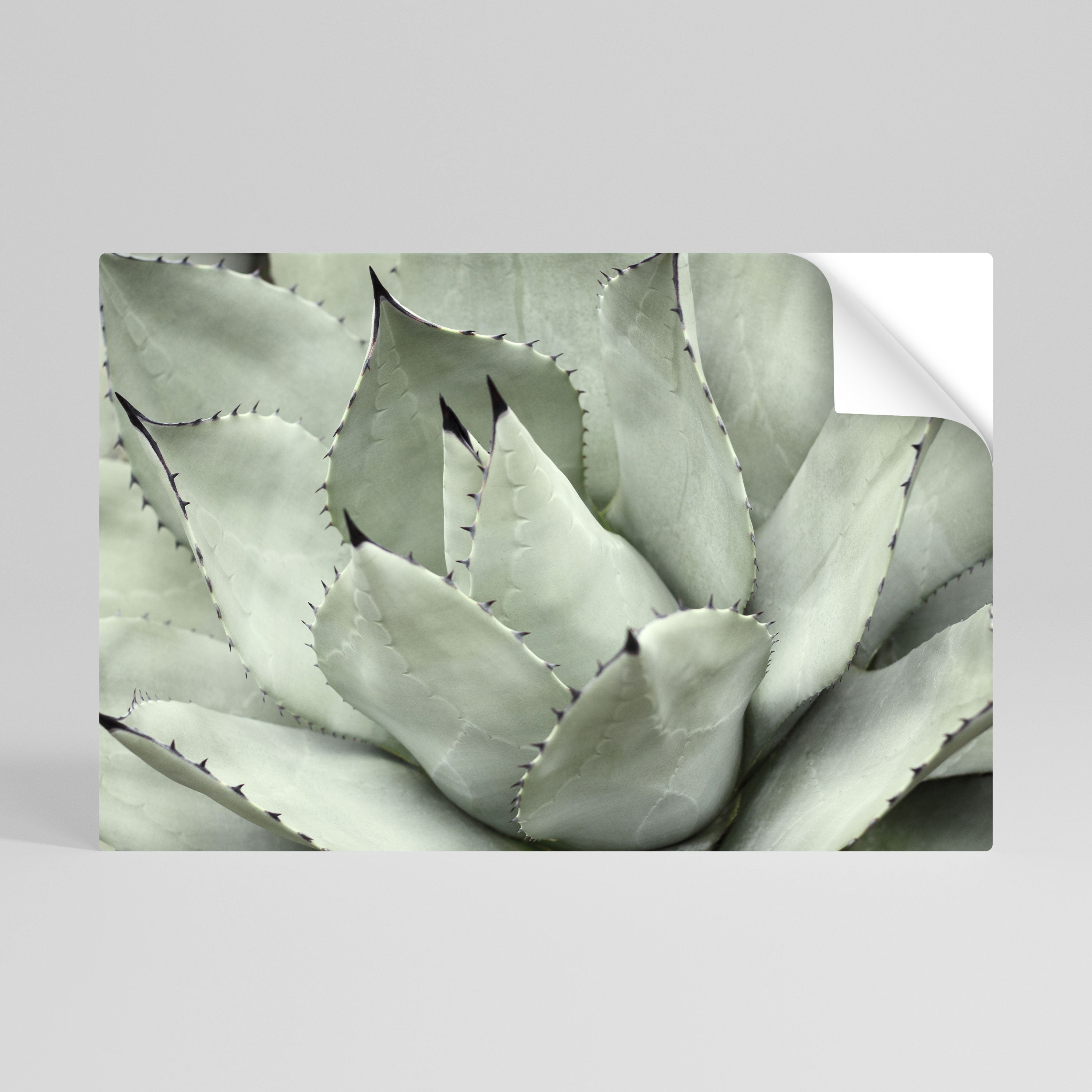 MYSTICAL SUCCULENT DREAM Peel and Stick Horizontal Poster