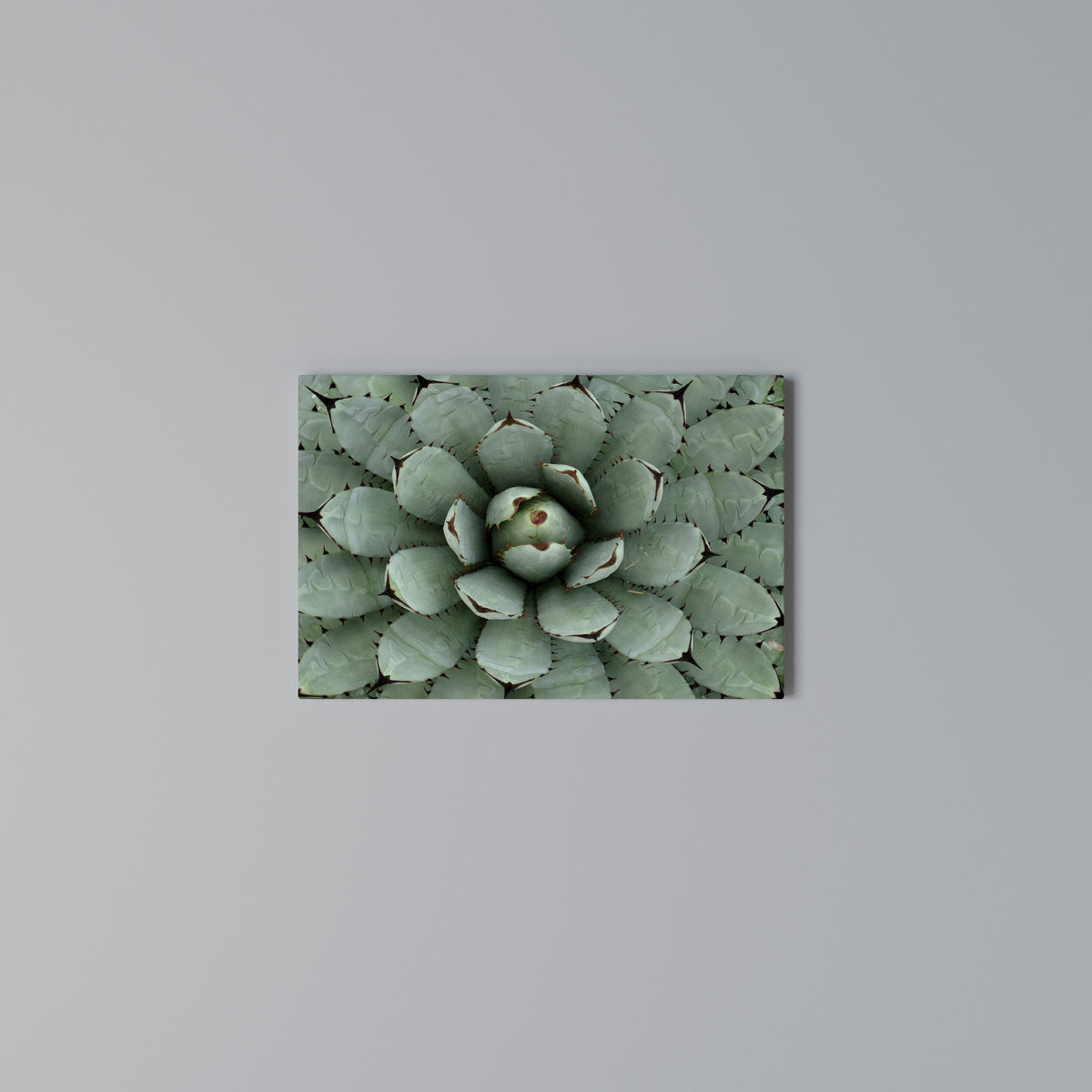 SUCCULENT SYMMETRY Horizontal Canvas Print