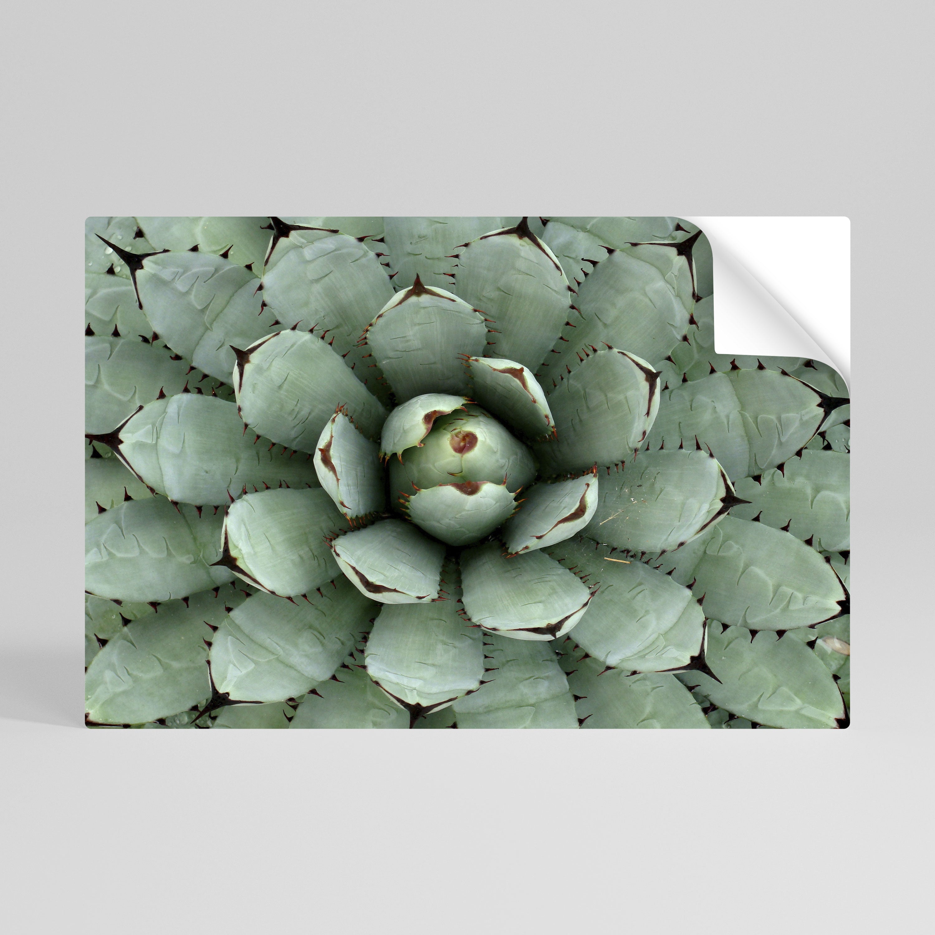 SUCCULENT SYMMETRY Peel and Stick Horizontal Poster