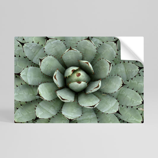 SUCCULENT SYMMETRY Vodorovný samolepicí plakát