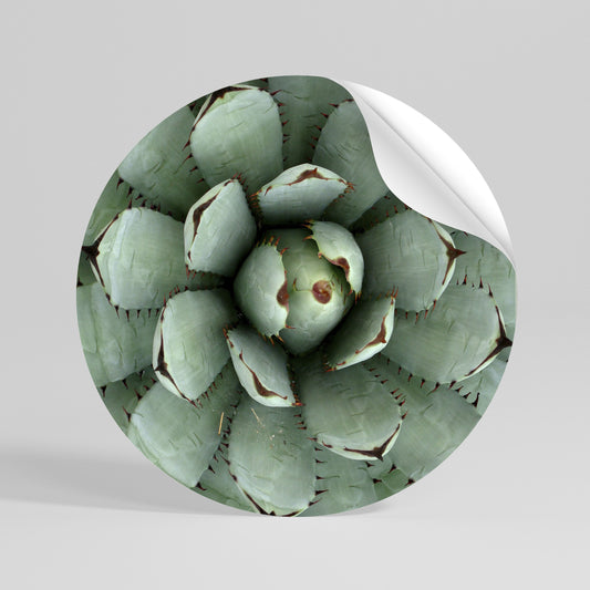 SUCCULENT SYMMETRY Kulatá samolepka