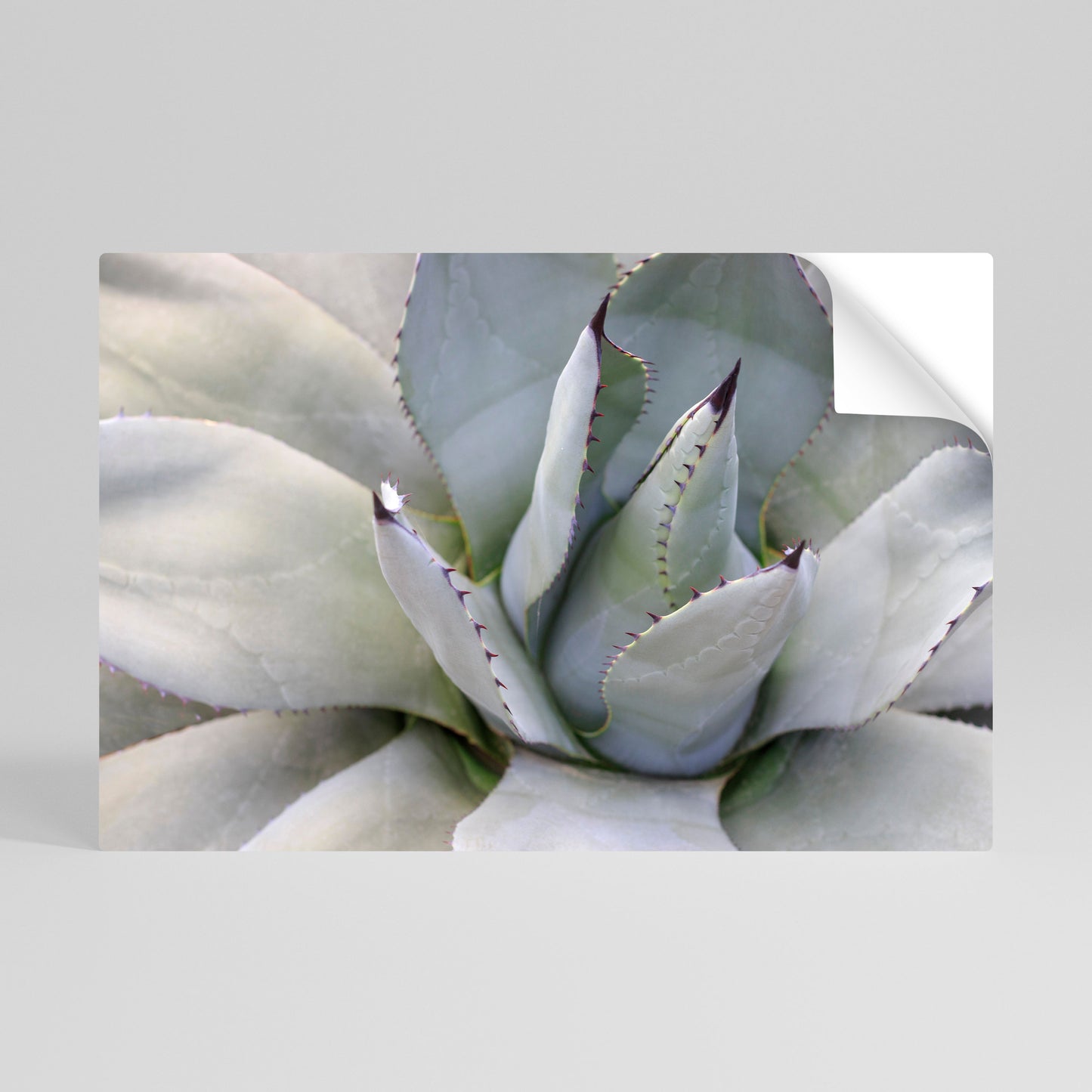 AGAVE ELEGANCE Vodorovný samolepicí plakát