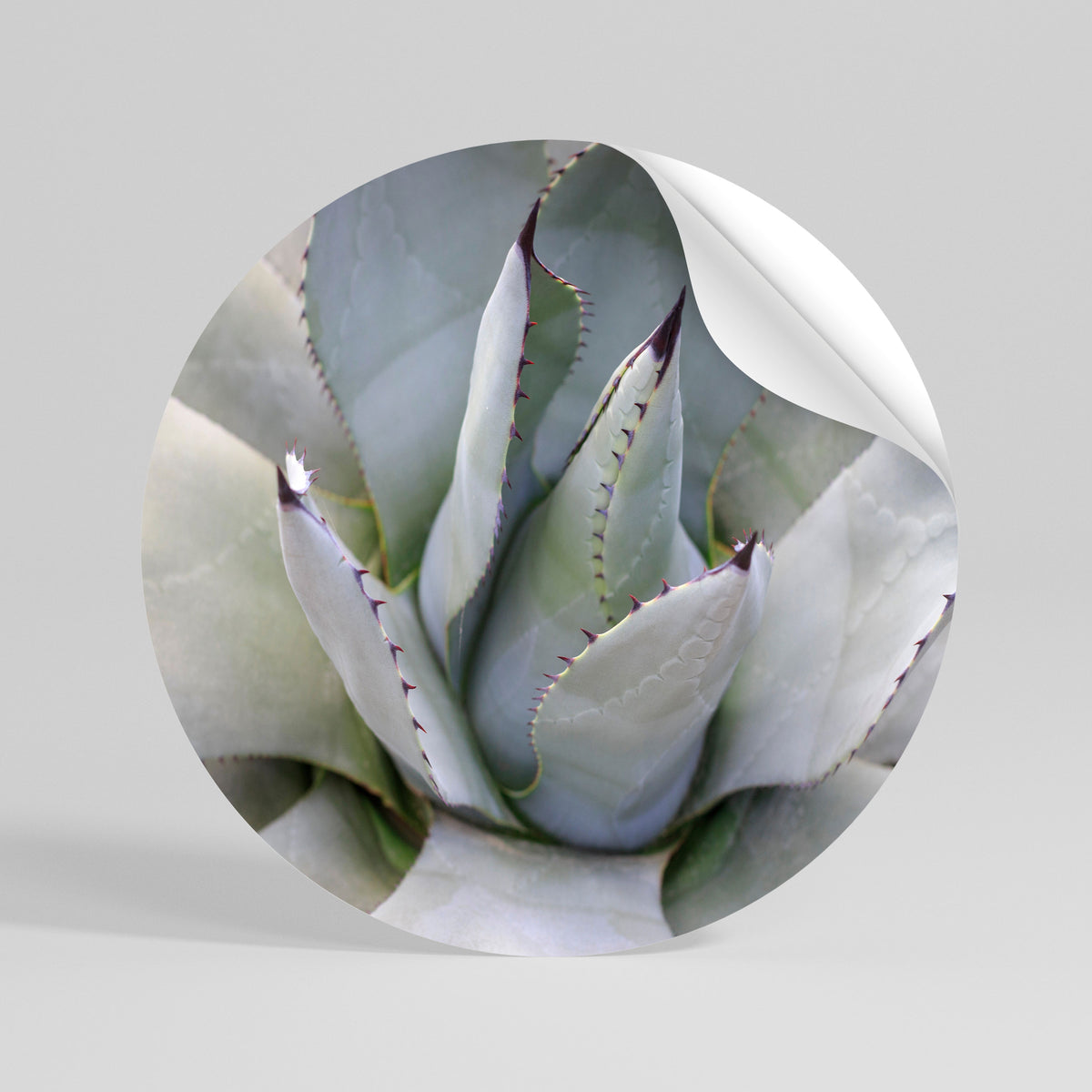 AGAVE ELEGANCE Kulatá samolepka