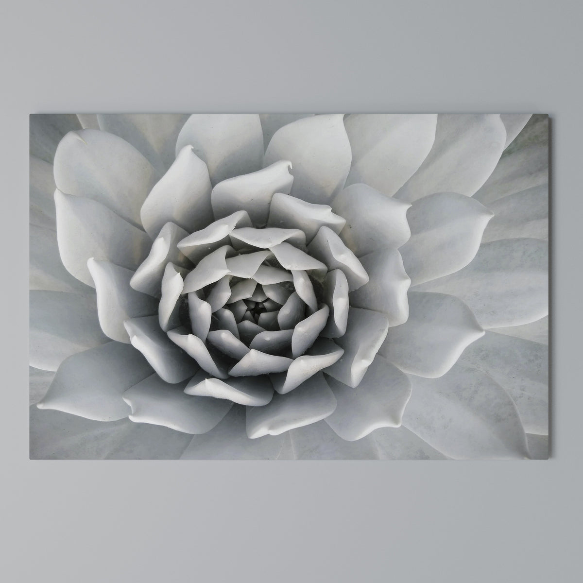 ELEGANT PETAL SWIRL Horizontal Canvas Print