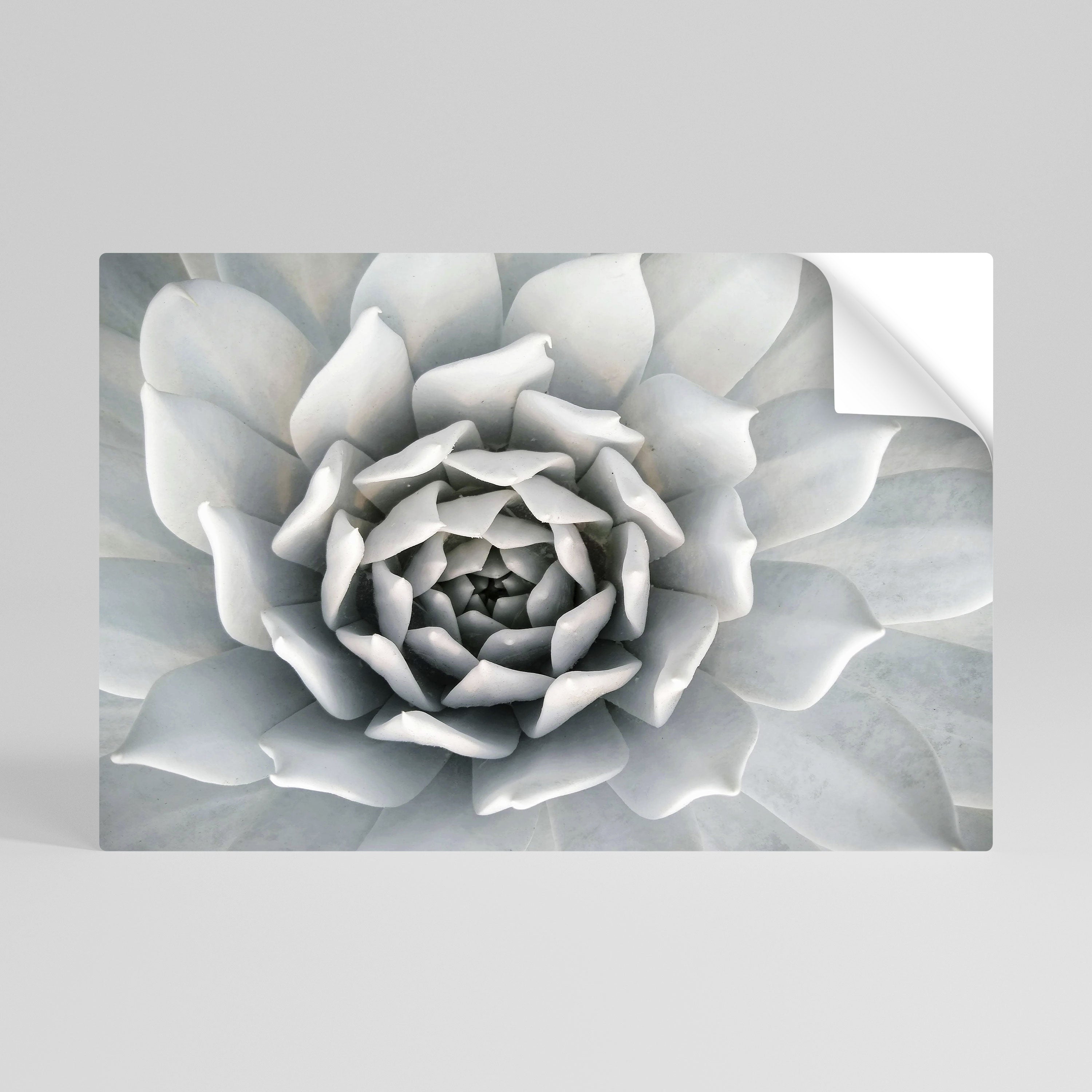 ELEGANT PETAL SWIRL Peel and Stick Horizontal Poster