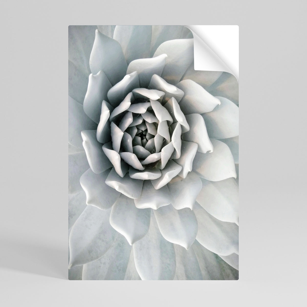 ELEGANT PETAL SWIRL Svislý samolepicí plakát