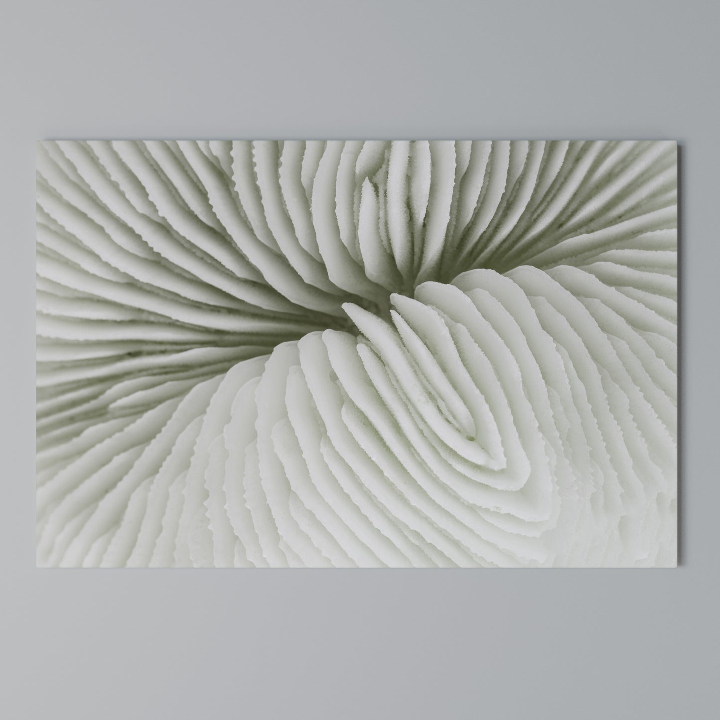 NATURE'S SYMMETRY Horizontal Canvas Print