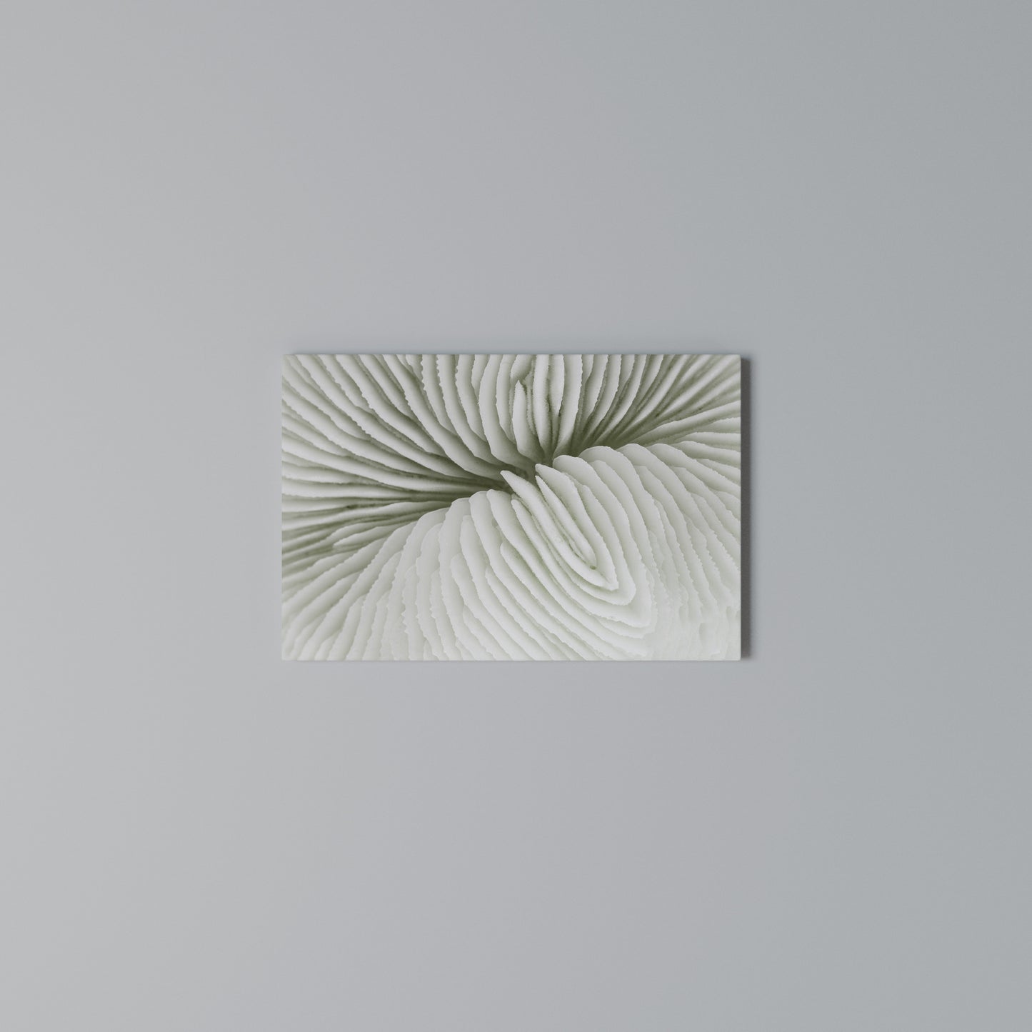 NATURE'S SYMMETRY Horizontal Canvas Print
