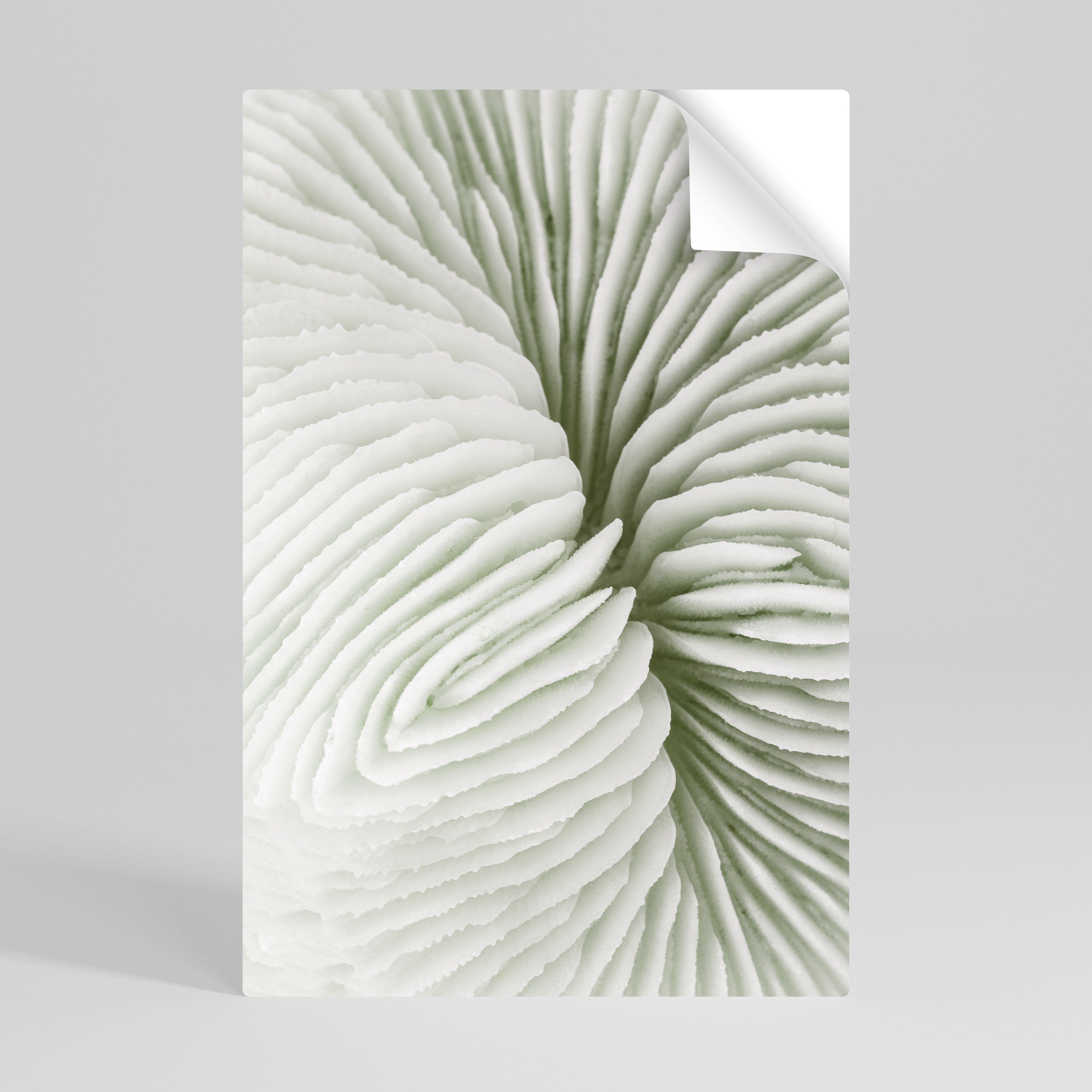 NATURE'S SYMMETRY Svislý samolepicí plakát