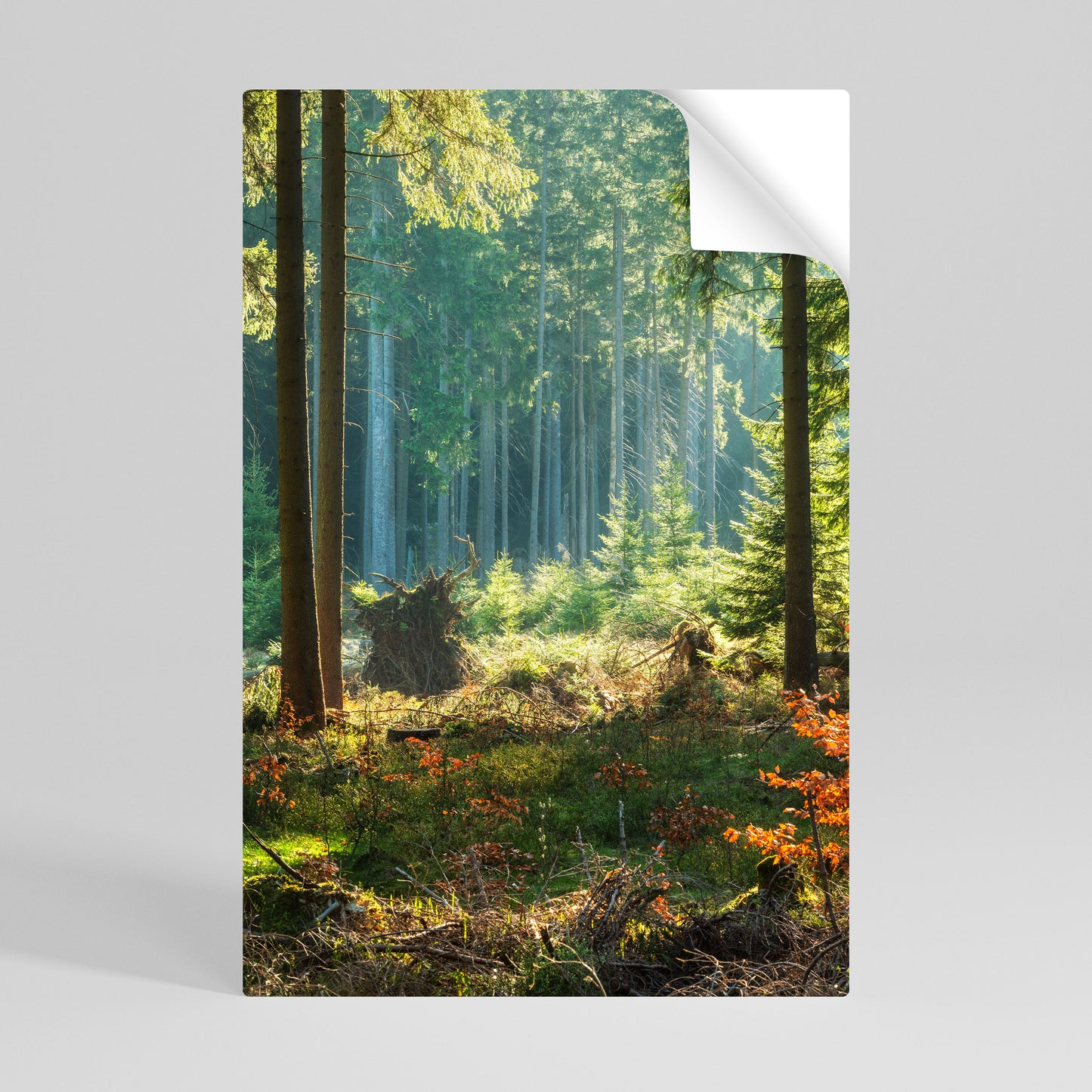 SUNLIT FOREST SERENADE Svislý samolepicí plakát