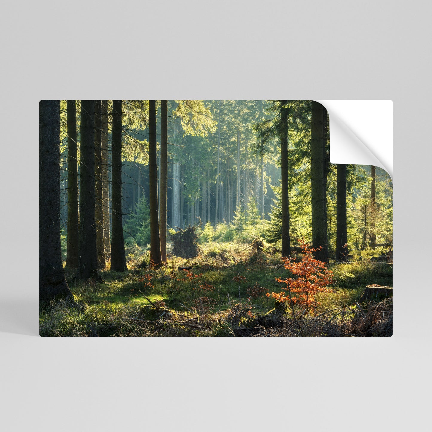 SUNLIT FOREST SERENADE Vodorovný samolepicí plakát