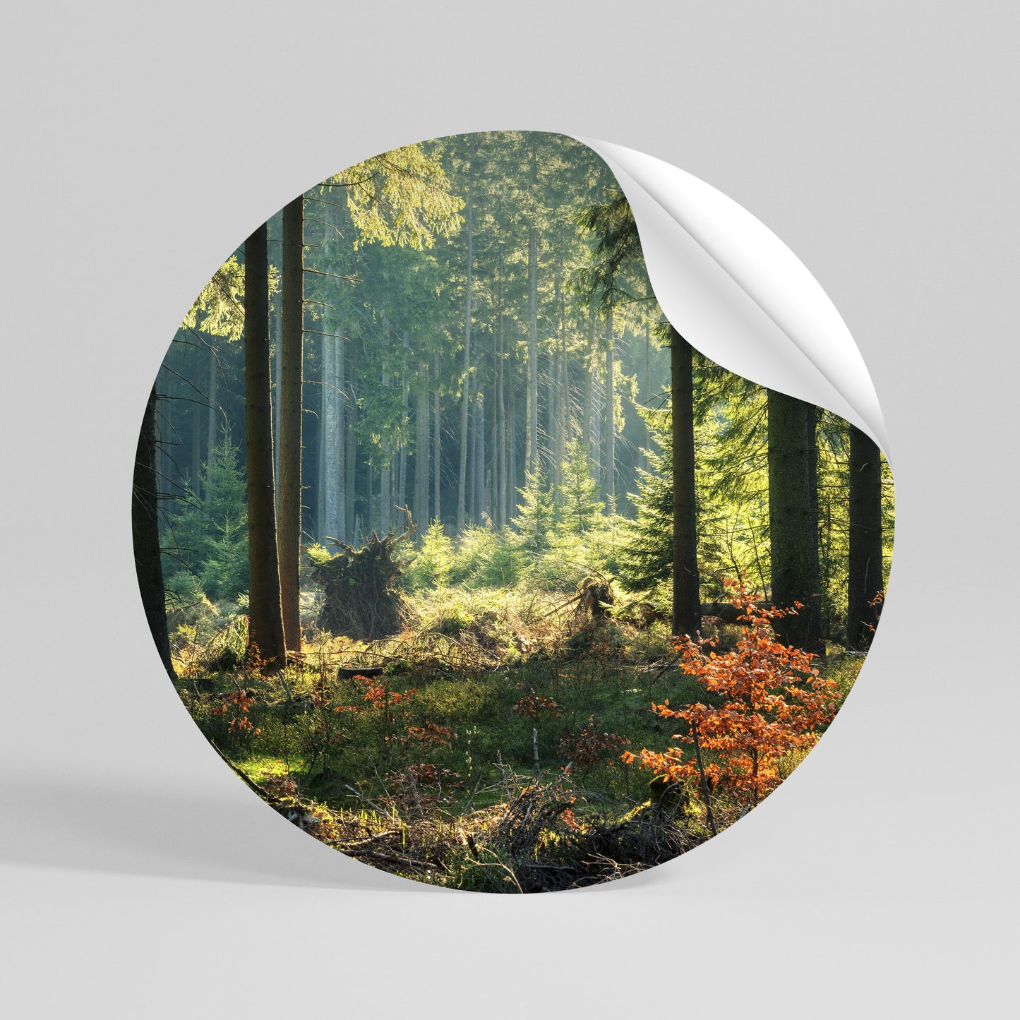 SUNLIT FOREST SERENADE Kulatá samolepka