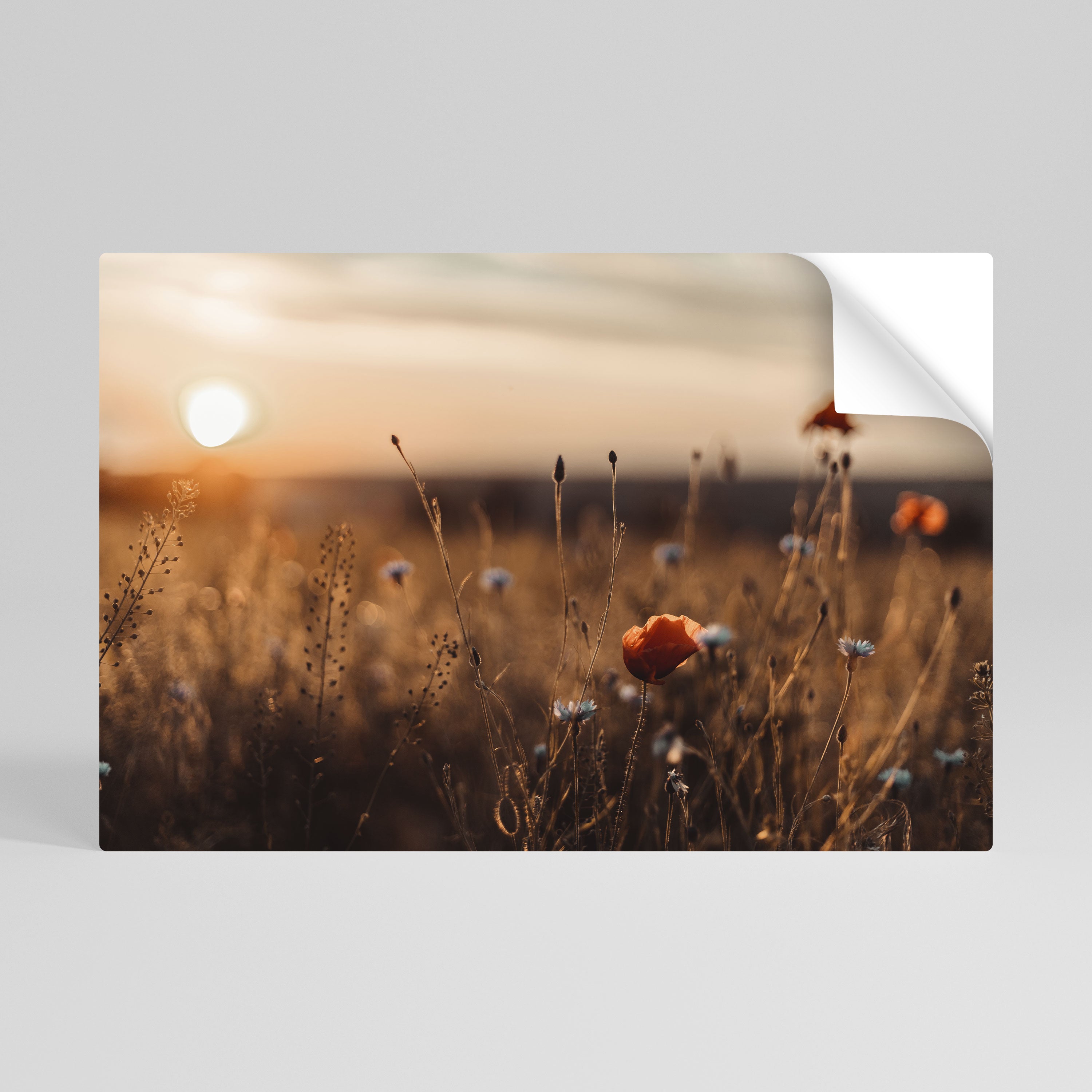 GLOWING MEADOWS AT DUSK Vodorovný samolepicí plakát