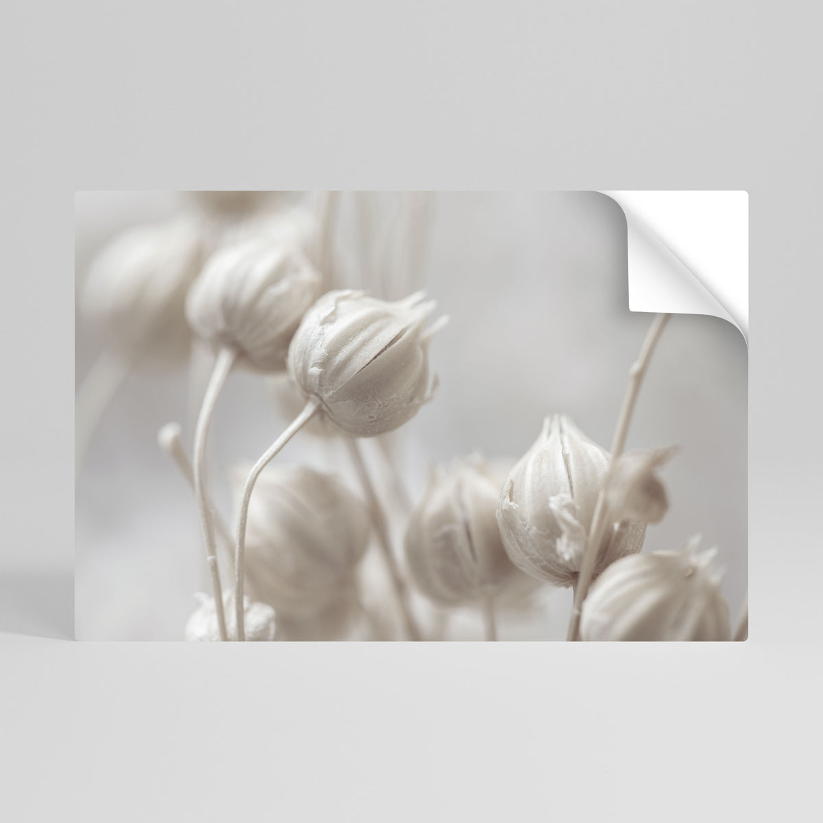 MYSTICAL BOTANICAL BLUSH Vodorovný samolepicí plakát