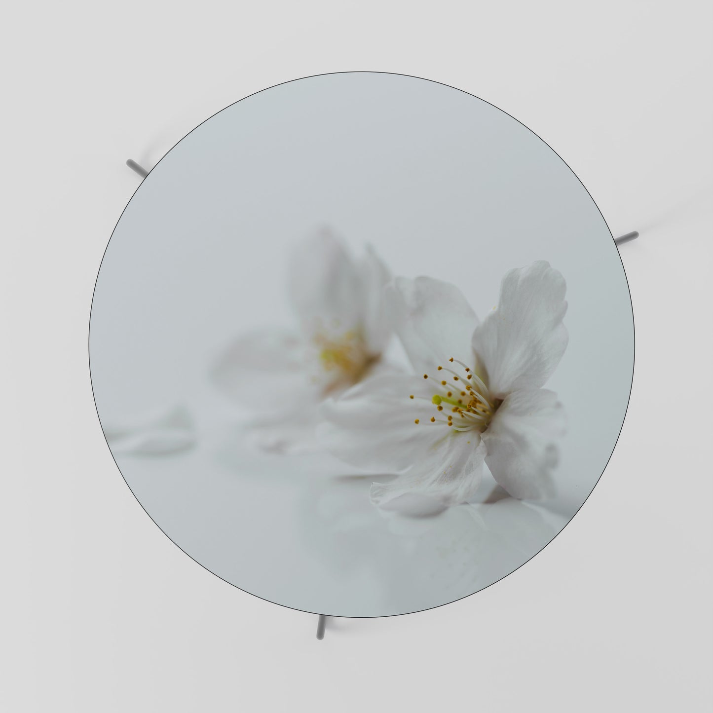 FLEETING WHITE PETALS Konferenční stolek