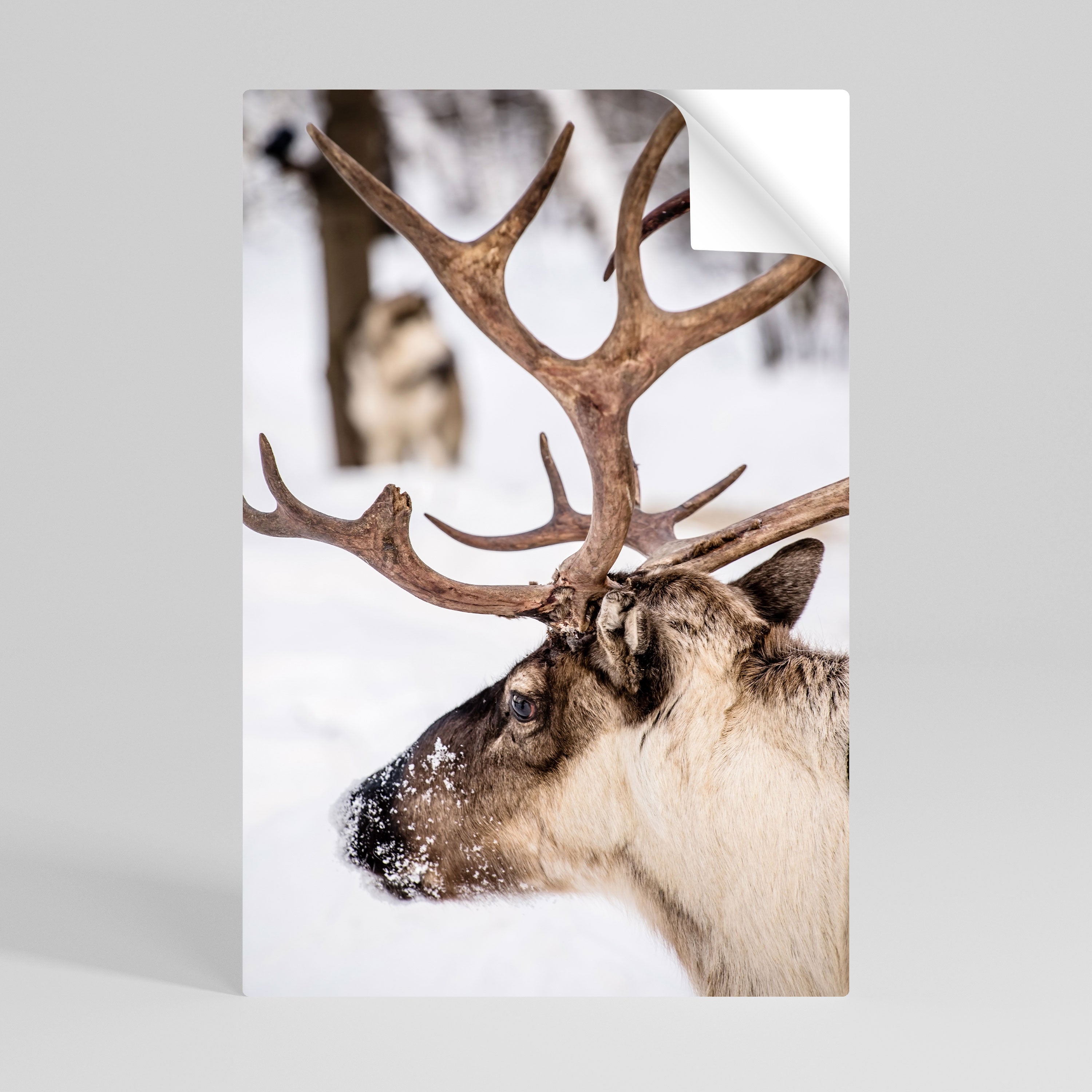 WHISPERS OF FROST Peel and Stick Vertical Poster