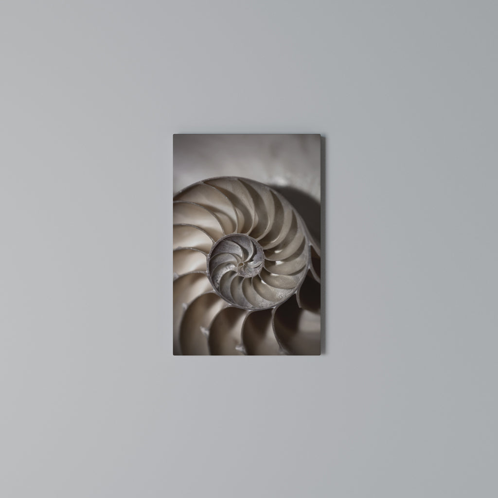 WHISPERS OF SHELLS Vertical Canvas Print