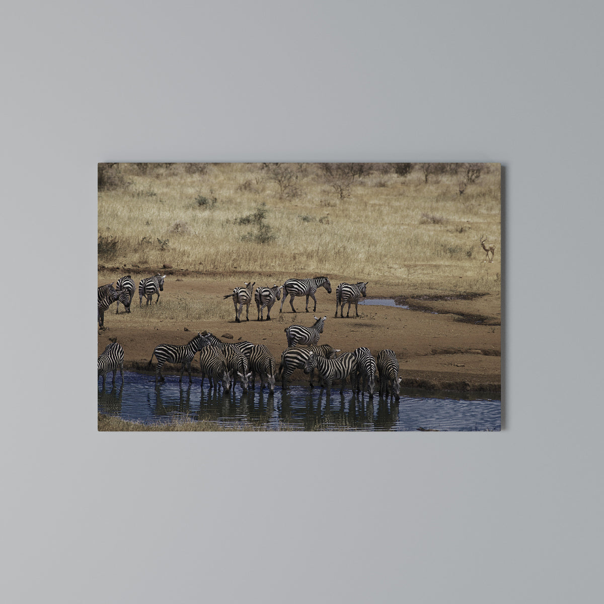 THE ZEBRA HARMONY Horizontal Canvas Print