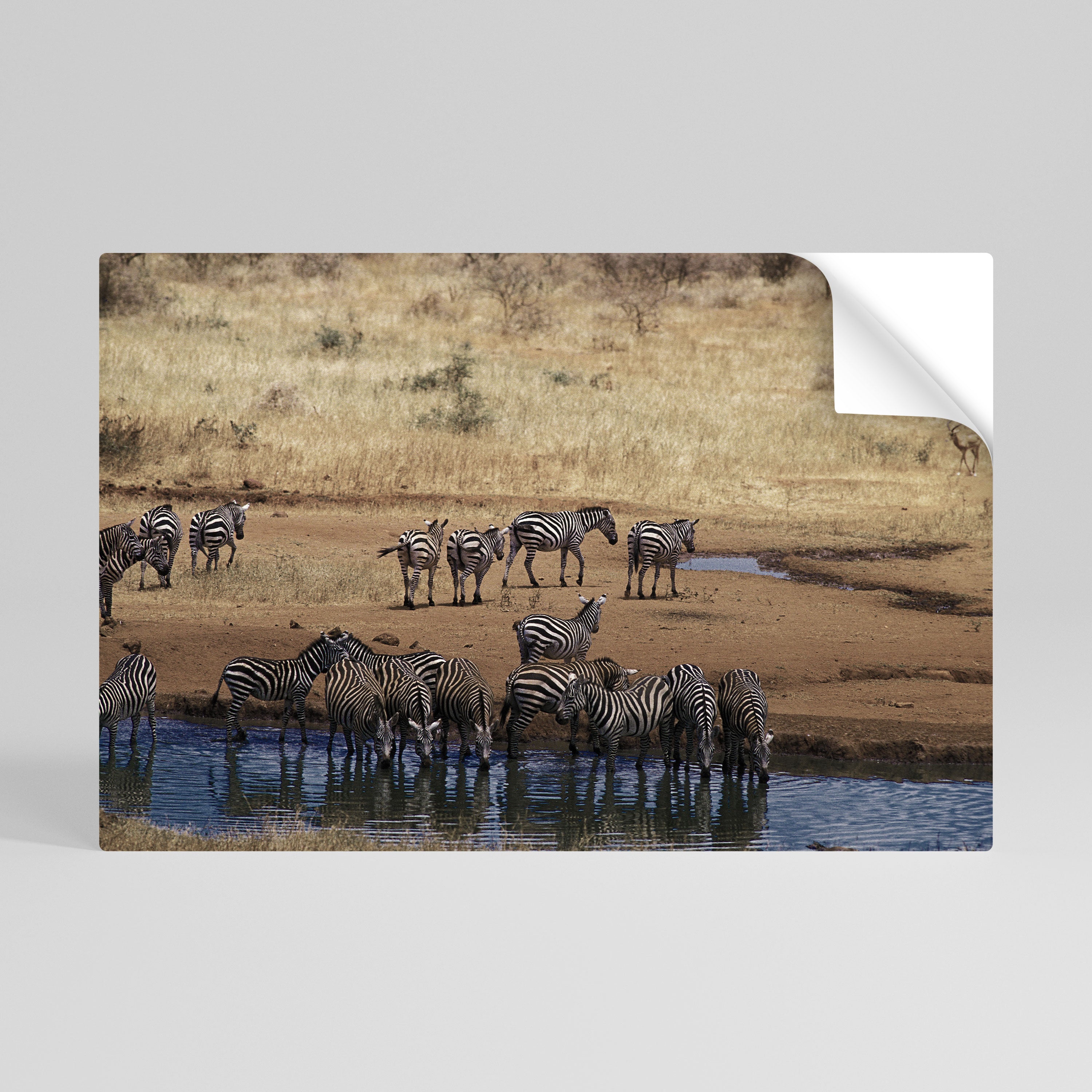 THE ZEBRA HARMONY Peel and Stick Horizontal Poster