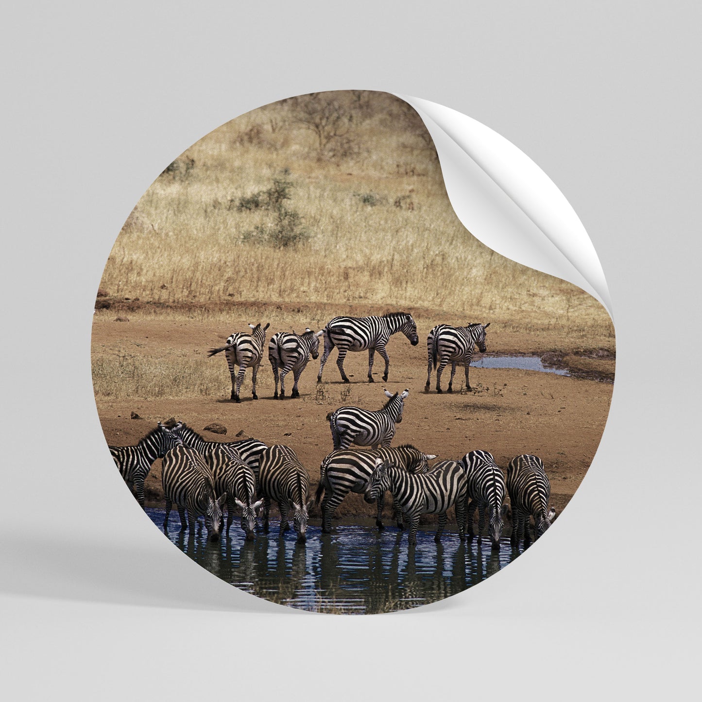 THE ZEBRA HARMONY Kulatá samolepka